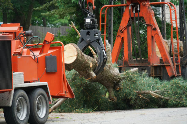 Tree Removal for Businesses in Humansville, MO